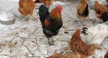 Na co si dávat pozor u chovatele kuřat v prvním jarním měsíci?